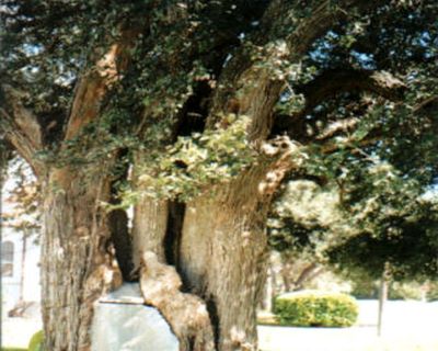 Mission Anaqua _ Famous tree of Texas